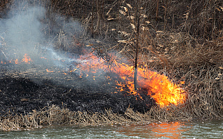 Pożar trzcinowiska przy rzece Elbląg. Strażakom przeszkadzał silny wiatr